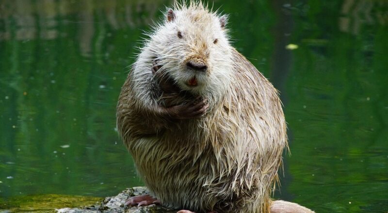 Wat maakt wolfraam tot een uitzonderlijk metaal?