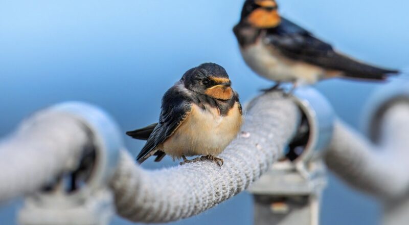 De invloed van metaaldikte op de schrootopbrengst