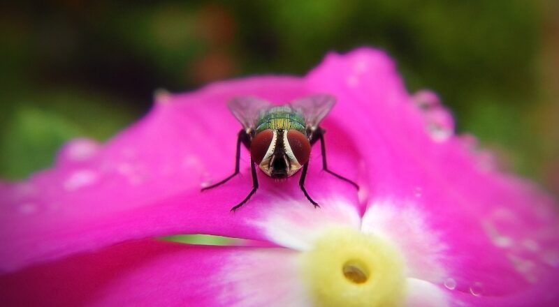 Wat gebeurt er in een metaalshredder? Van apparaat tot kleine fracties uitgelegd