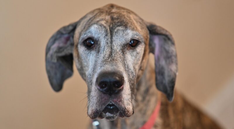 Wat is gietijzer en hoe herken je het?