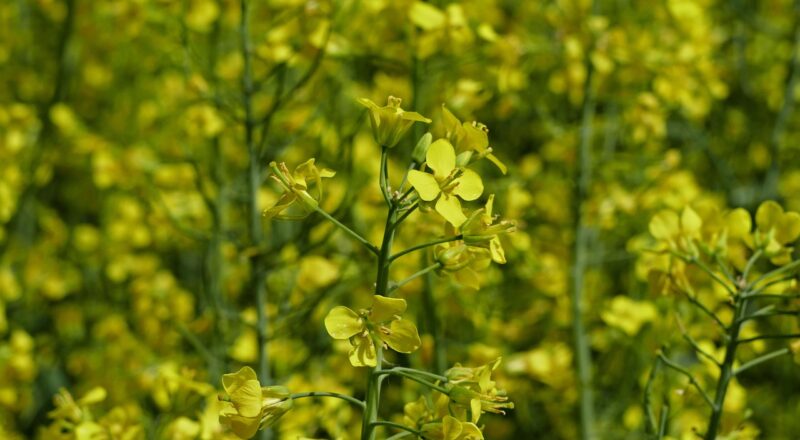 Kan metaalrecycling de grondstoffentekorten oplossen?